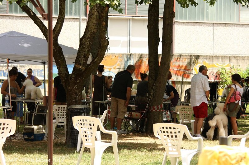 2012-07-01 B & B - Bedlington & Bichon Fun Day (8)_1500x1000.jpg